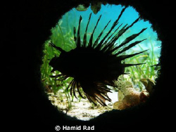Lionfish hiding in an empty trree trunk in the Curieuse M... by Hamid Rad 